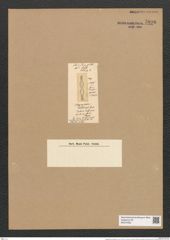 Plagiogramma barbadense Grev. (de-Toni-Nr.: Genus 83, Species 2905) Zeichnungen Sammlung Grunow Nr. 5896 (NHMW-BOT-W0374352)